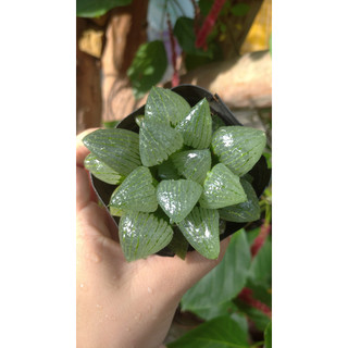 Sen đá Haworthia