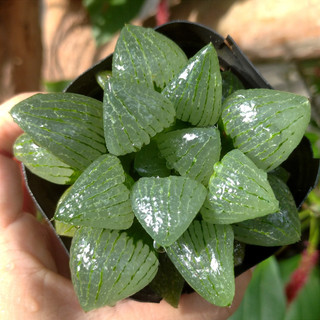 Sen đá Haworthia