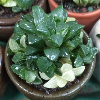 Cây sen đá Haworthia bụi var trồng trang trí tiểu cảnh sân vườn, làm quà tặng