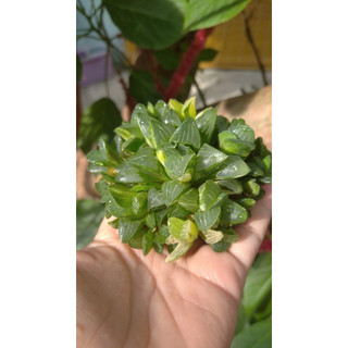 Cây sen đá Haworthia bụi var trồng trang trí tiểu cảnh sân vườn, làm quà tặng