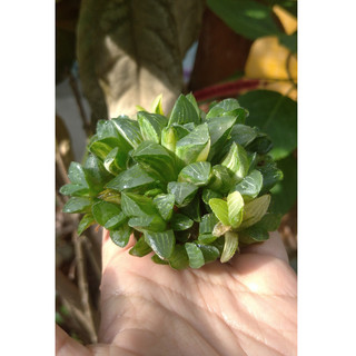 Cây sen đá Haworthia bụi var trồng trang trí tiểu cảnh sân vườn, làm quà tặng