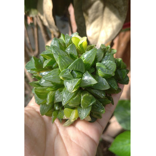 Sen đá Haworthia bụi var