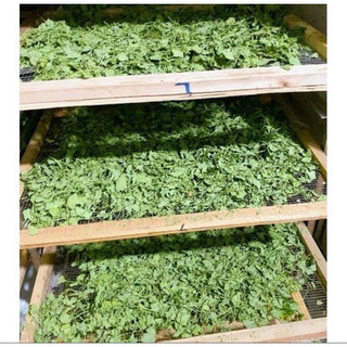 BỘT RAU MÁ 100gr nguyên chất