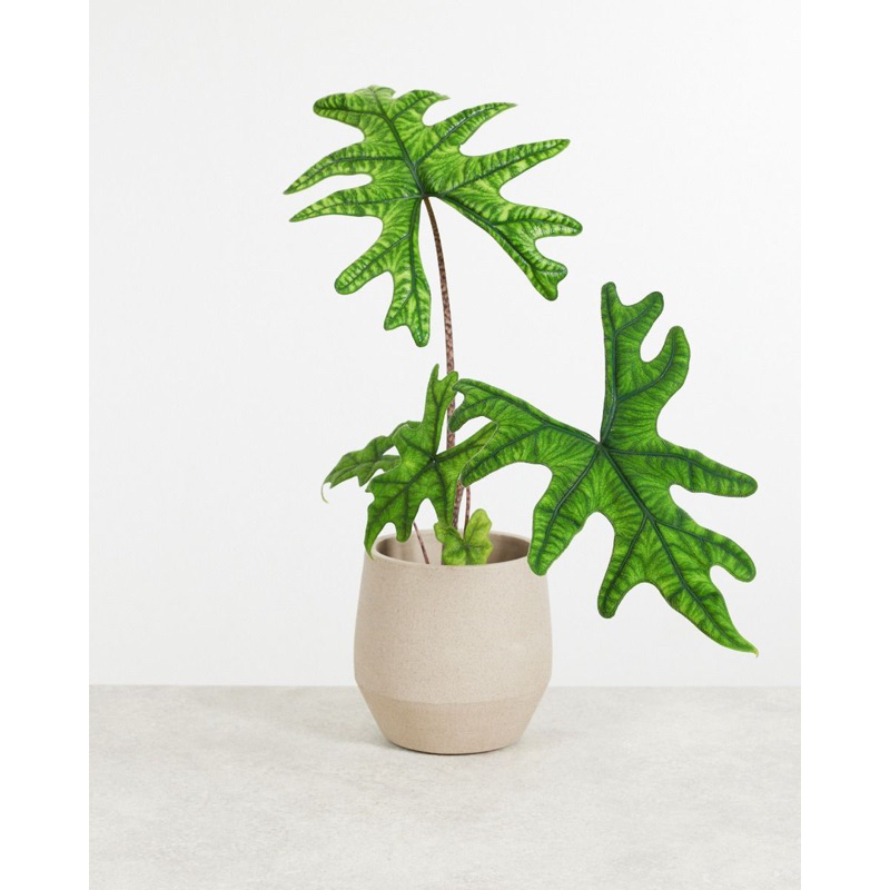 Cây Alocasia Jacklyn/ Kiểng lá/ cây trong nhà