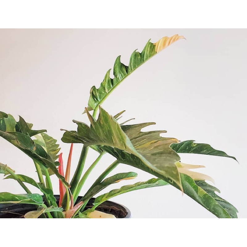 Cây Philodendron Ring of fire var / Kiểng lá/ cây trong nhà