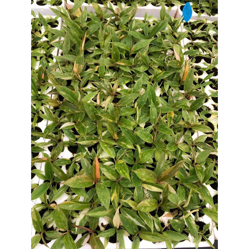 Cây Philodendron Ring of fire var / Kiểng lá/ cây trong nhà