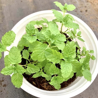 Cây Bạc Hà ma-roc JUN GARDEN Moroccan Mint