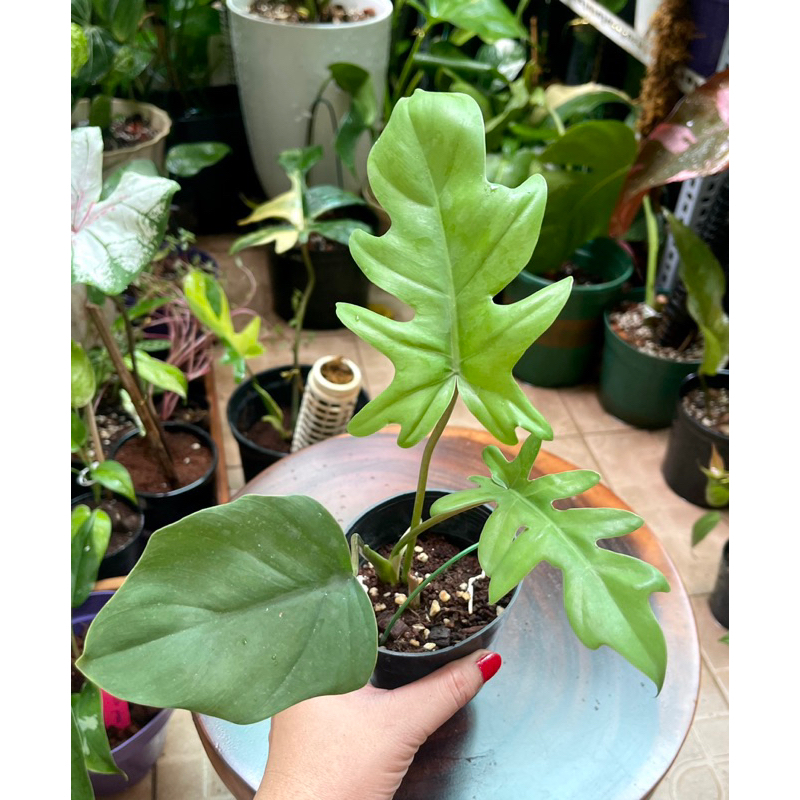 Cây trầu philodendron mayoi nhỏ