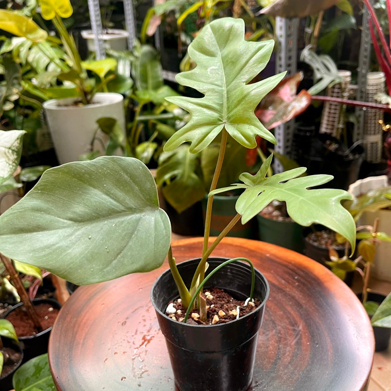 Cây trầu philodendron mayoi nhỏ