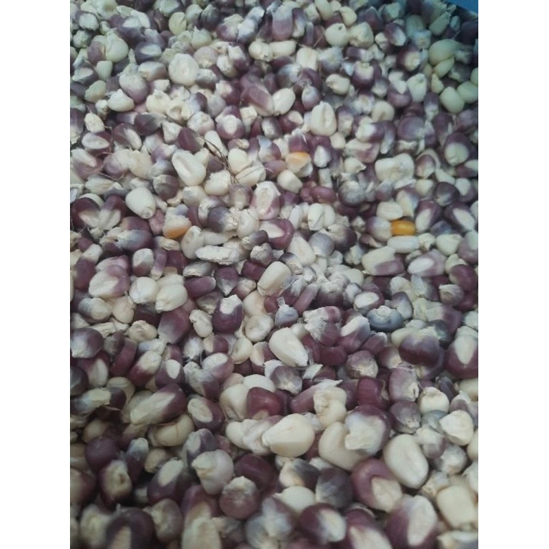 Ngô nếp tím Điện Biên - 0,5kg
