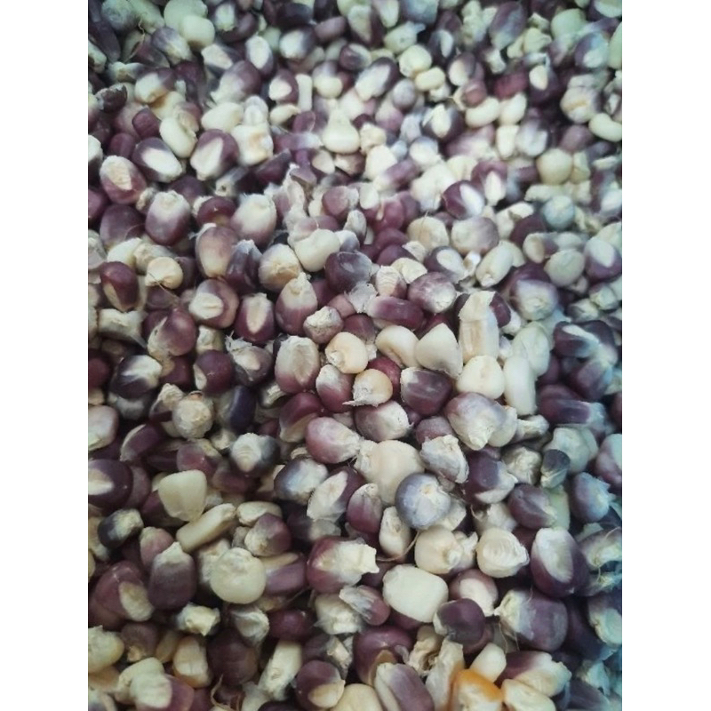 Ngô nếp tím Điện Biên - 0,5kg