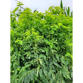 Combo 10 cây giống rau ngót