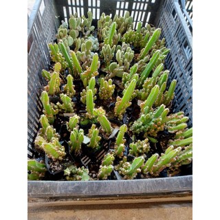 Xương rồng size bầu giá rẻ - Thanh Sơn - Trứng chim - Tai thỏ - NeyuhGarden