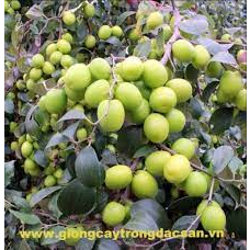 CÂY GIỐNG TÁO THÁI LÙN SIÊU QUẢ GIÒN NGỌT CÂY GHÉP