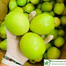 CÂY GIỐNG TÁO THÁI LÙN SIÊU QUẢ GIÒN NGỌT CÂY GHÉP