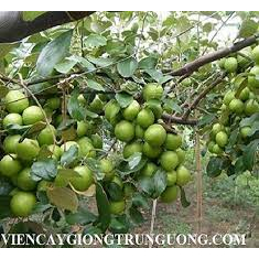 CÂY GIỐNG TÁO THÁI LÙN SIÊU QUẢ GIÒN NGỌT CÂY GHÉP