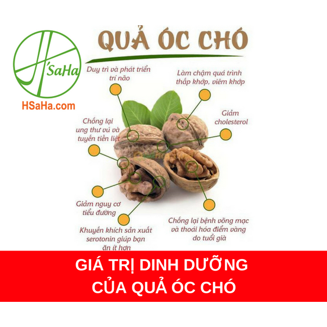 QUẢ ÓC CHÓ VÀNG CHUẨN MỸ GÓI 500GRAM