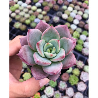Sen đá mận đỏ size bầu lỗi 1 đổi 1