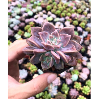 Sen đá đá tím size bầu lỗi 1 đổi 1