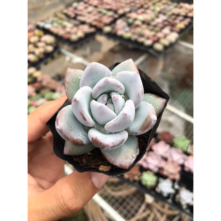 Sen đá sỏi pha lê size bầu lỗi 1 đổi 1