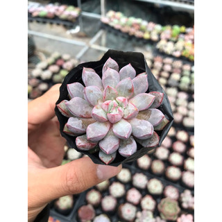 Sen đá ruby tím size bầu lỗi 1 đổi 1
