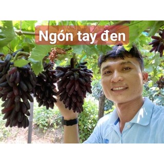 Nho ngón tay Mỹ không hạt