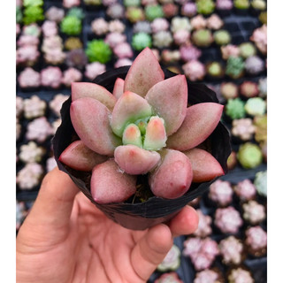 Sen đá ruby donal size bầu lỗi 1 đổi 1