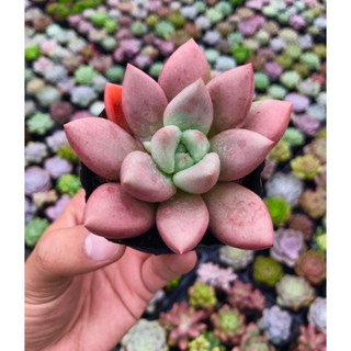 Sen Đá Ruby Donal Size Bầu Lỗi 1 Đổi 1