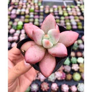 Sen Đá Ruby Donal Size Bầu Lỗi 1 Đổi 1