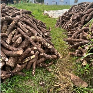 (1kg)Bạc Hà Núi (củ Ráy voi) an giang