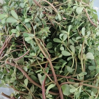 (1kg)Cây Rau sam mọc tự nhiên
