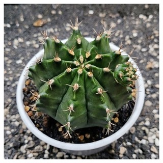 Xương rồng Gymno size đại size~8cm