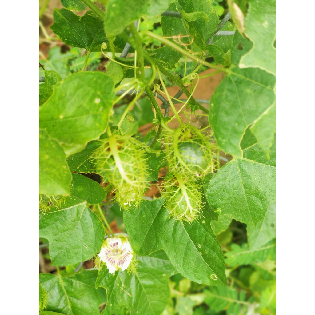 Trà lạc tiên  sấy khô, giúp an thần, ngủ ngon, mát gan