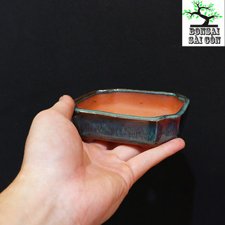 chậu bonsai mini