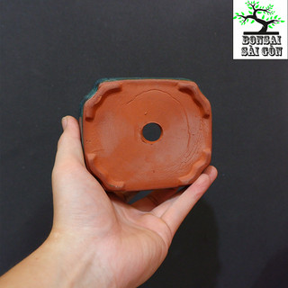 chậu bonsai mini