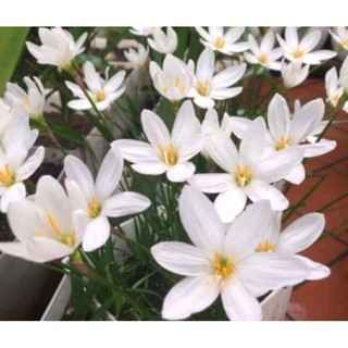 1 Củ Huệ Mưa Trắng ( củ tóc tiên )