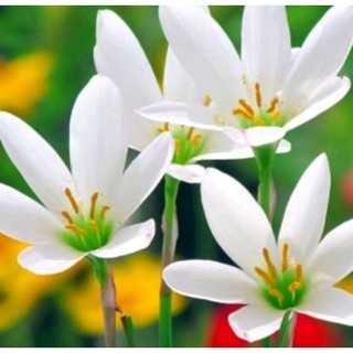 1 Củ Huệ Mưa Trắng ( củ tóc tiên )