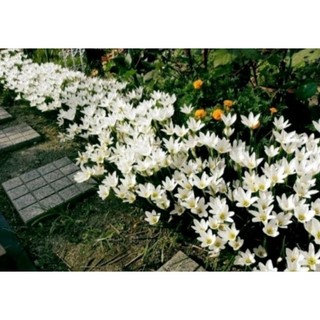 1 Củ Huệ Mưa Trắng ( củ tóc tiên )
