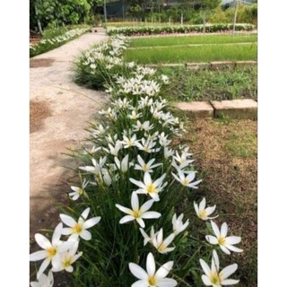 1 Củ Huệ Mưa Trắng ( củ tóc tiên )