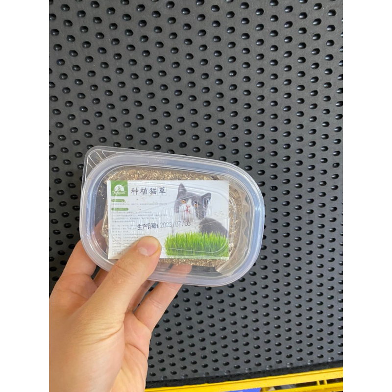 Bộ kit tự trồng cỏ mèo, cỏ mèo tươi cho mèo, tiêu búi lông