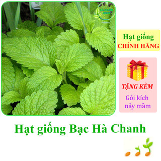 Hạt giống rau bạc hà chanh lemon balm 601 - hàng chính hãng