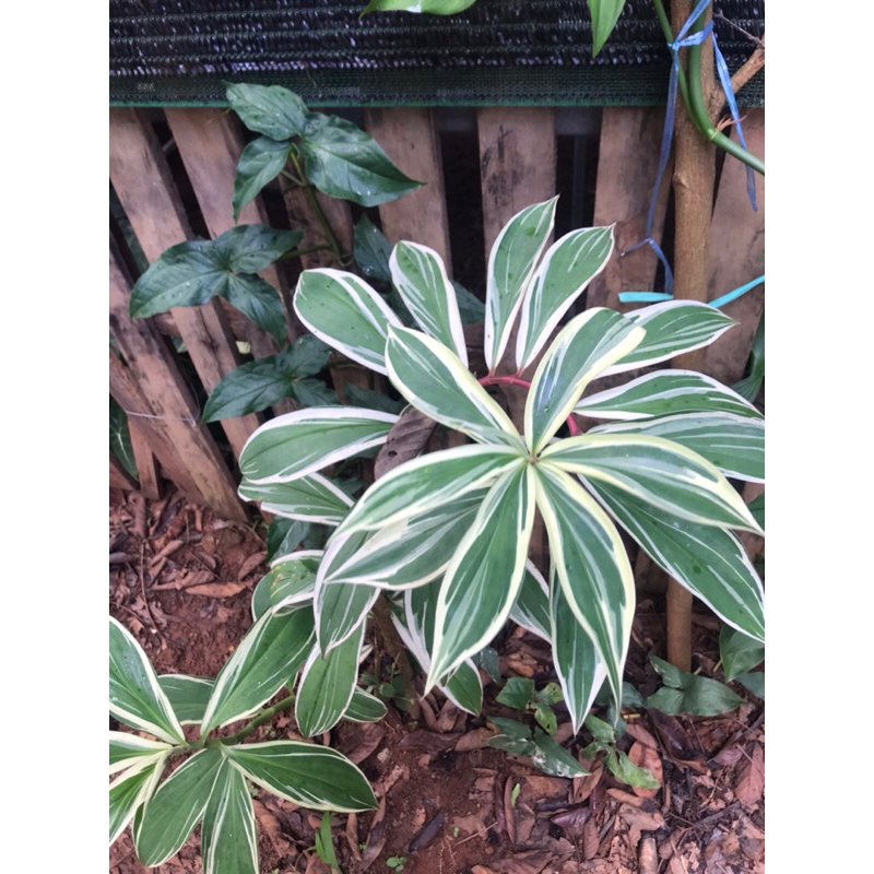 Cheilocostus Speciosus variegated.Cây Chong Chóng