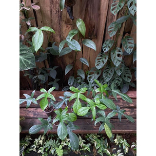 Cây Trầu Bà Cánh Én [ Philodendron Florida Beauty]