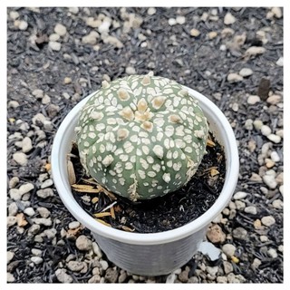 Xương rồng Aster super kabuto size ~5cm nhiều chấm trắng đều đẹp