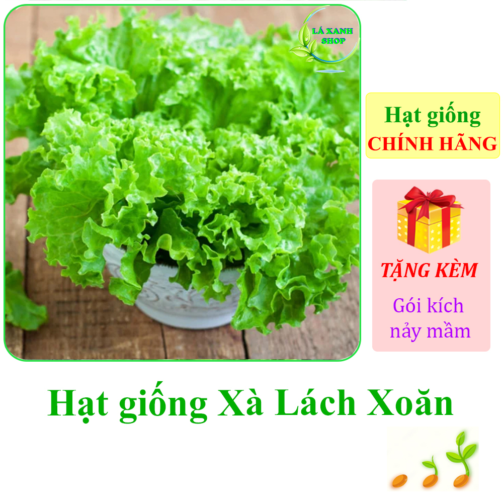 5g Hạt giống Xà Lách Xoăn Xanh