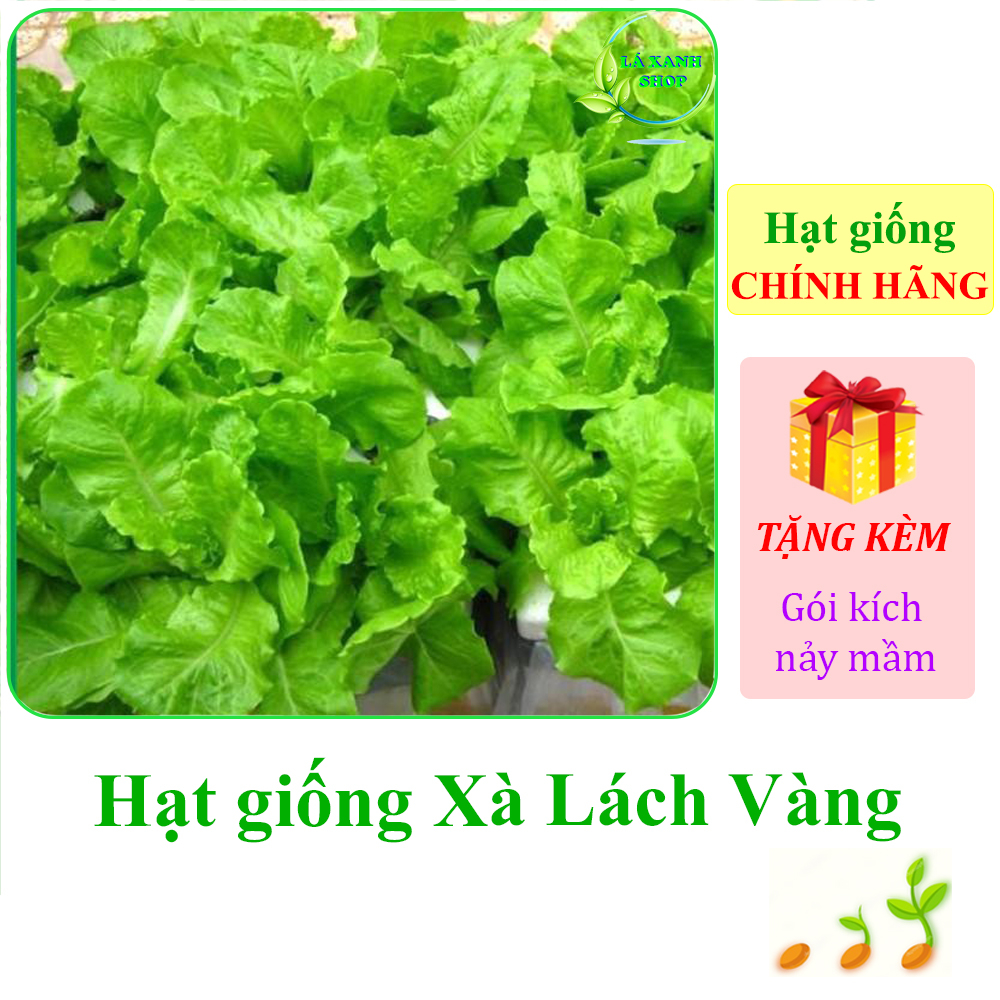 10g Hạt giống Xà Lách Vàng Cao Sản (Xà Lách Dún)