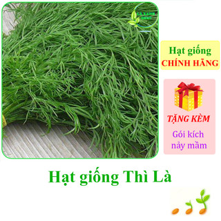Hạt giống rau Thì là Rado 06 Rạng Đông - Hàng chính hãng