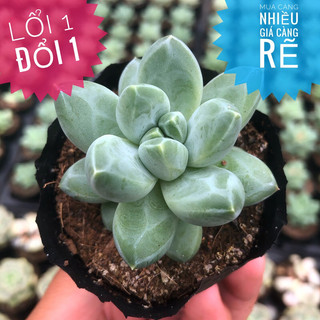 💥💥💥sen đá kim cương trắng size bầu