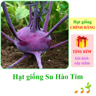 Hạt giống Su hào tím Rạng Đông Rado 684 - Hàng chính hãng