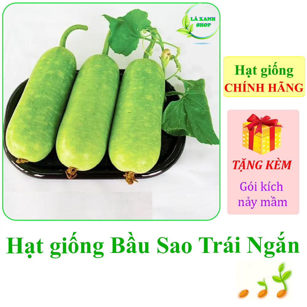 Hạt Giống Bầu Sao Trái Ngắn Lai F1 gói 2gr - Hạt giống Rạng Đông
